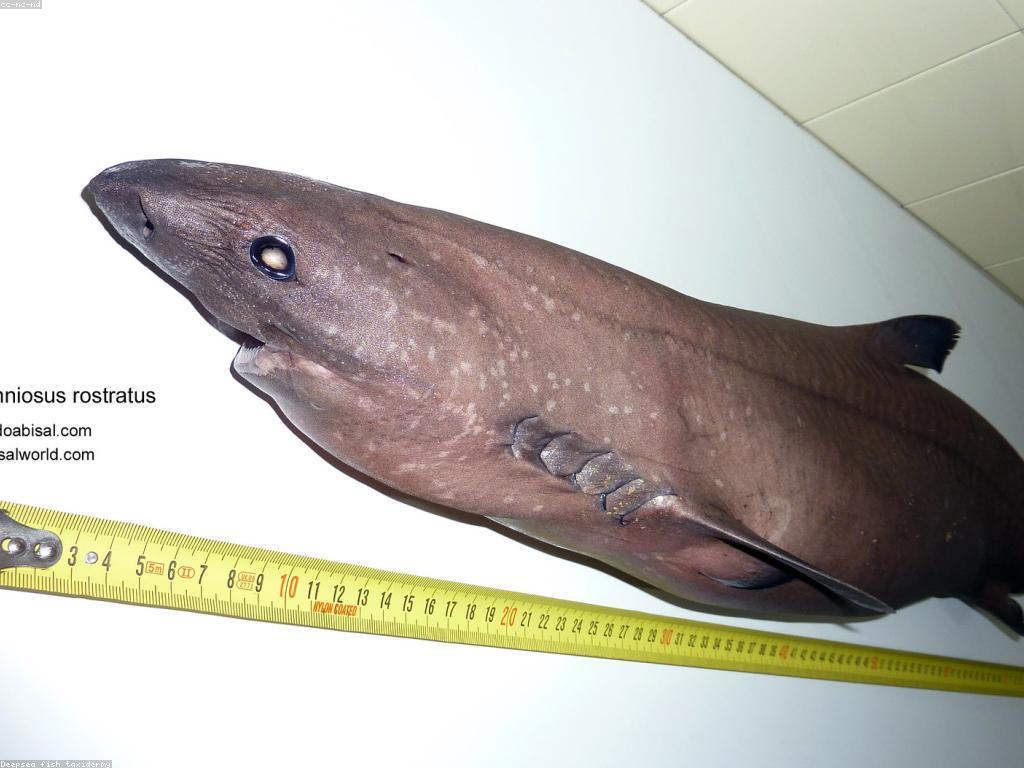 ការយល់ដឹងអំពីការល្គាប់ត្រី Rare