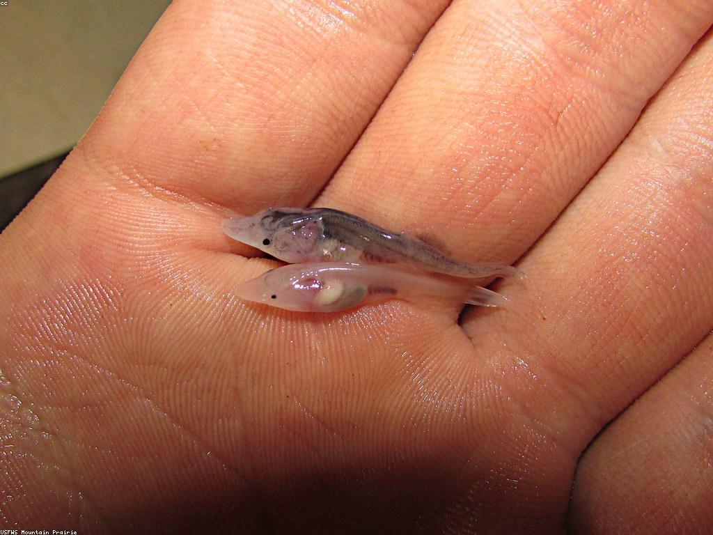 វិធីសាស្ត្រល្គាប់ត្រី Rare ដ៏ប្រសើរ