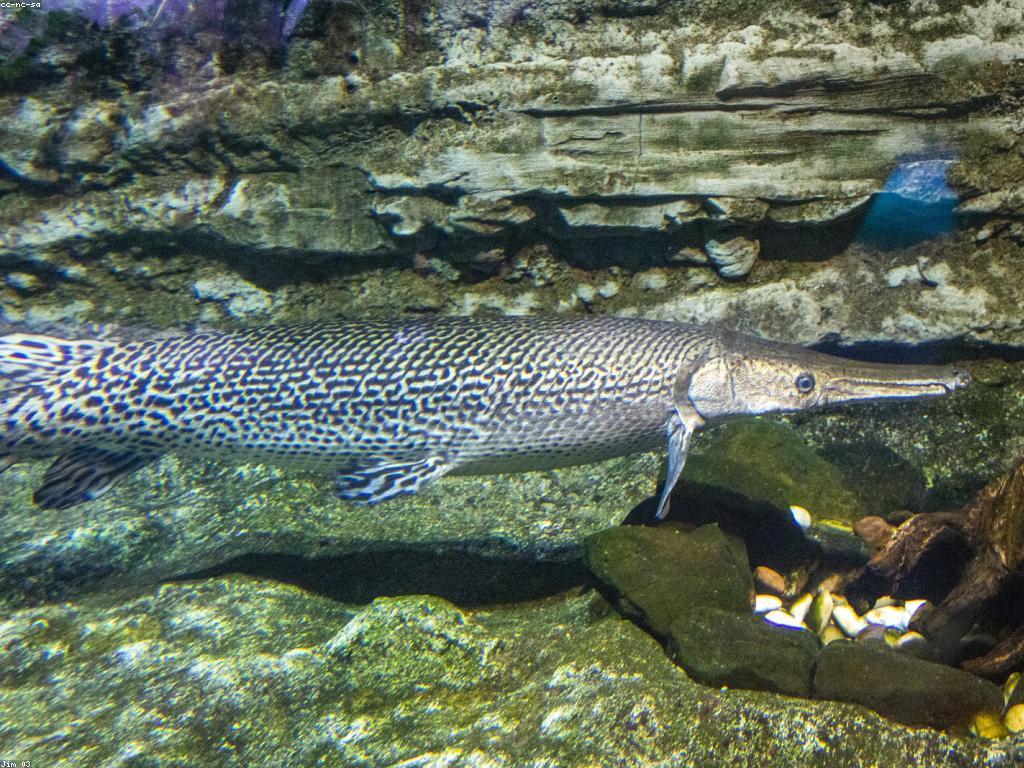 ការទ养ត្រី Rare: វិធីសាស្ត្រនិងគន្លឹះសម្រាប់ការទ养ត្រី