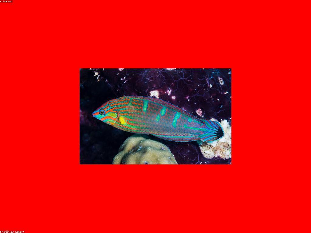 ការល្គាប់ត្រី Rare: ការល្គាប់ត្រីដ៏មានគុណភាពនិងកត្តាដែលបង្កើត